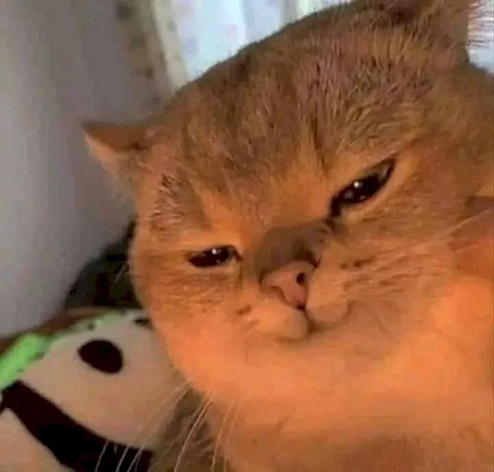 101 mẫu meme mèo cười dễ thương, hài hước tải miễn phí