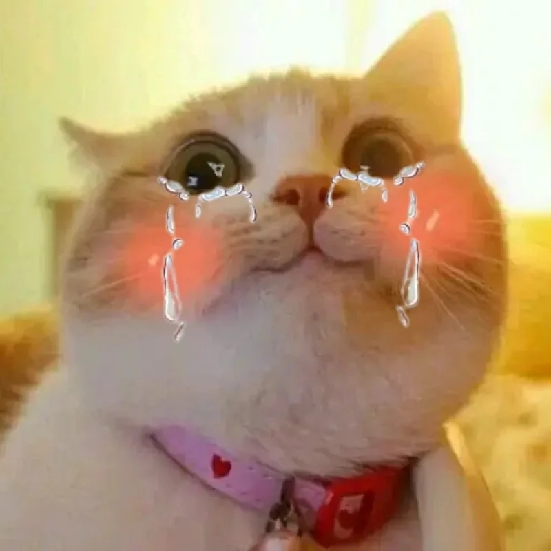 Top meme mèo khóc buồn cười khiến bạn cười ra nước mắt