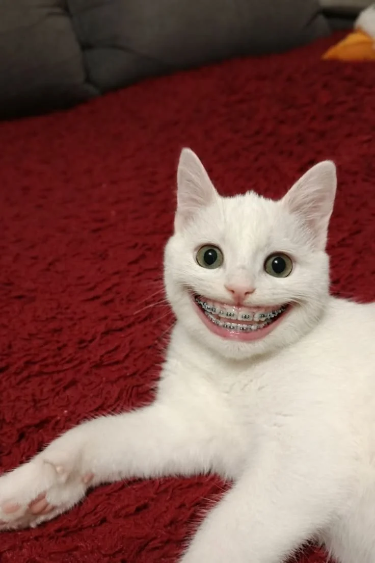 Mèo trắng đeo niềng răng cười meme